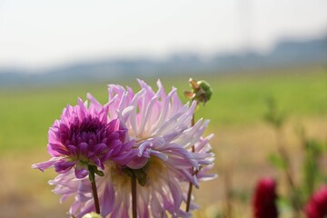 Purple flowers in the green field on a sunny day