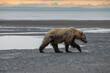Skinny brown bear walking the tide flats of Cook Inlet in search of a clam meal.