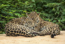 Brazil, Pantanal. Wild Male Jaguars Resting On Sand.