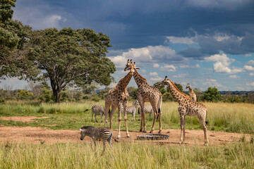 several wild animals (zebra and giraffe), gathering around water source in savannah in national pres