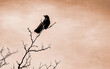 Raven on Tree Branch