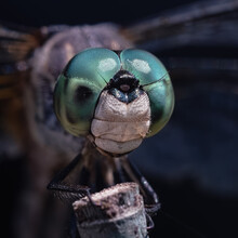 Extreme Close-up Of A Blue Dasher Dragonfly (Pachydiplax Longipennis) Perched On A Stick. Long Island, New York, USA.
