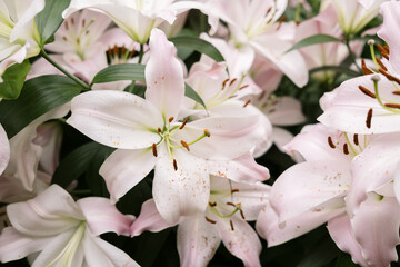 Lily Flowers