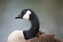 Profile Canada Goose 