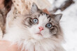 Rag doll cat in winter close up 