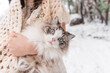 Rag doll cat in winter