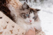 Rag doll cat in winter