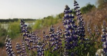Cluster Of Lupine Flowers Blooming In Spring On A Levee In Northern California 