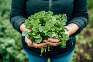 Wall Mural - Woman holding a plant crop, hands holding a natural produce. High quality generative ai