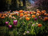 Fototapeta Tulipany - Field of Tulips