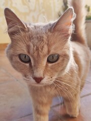 If you look carefully, you can see all the beauty and love of nature in these two eyes, an orange cat that is very curious