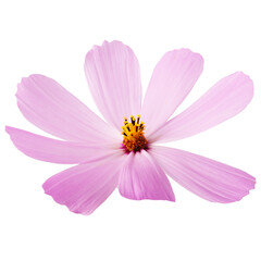 Wall Mural - pink flower isolated on a white background