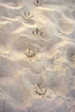 Seagull Tracks On Summer Texture Beach Sand 