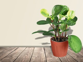 Wall Mural - Green house plant in a pot on the desk