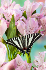 Wall Mural - USA, Washington State, Sammamish. Zebra swallowtail butterfly on pink Peruvian lily
