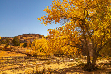 Wall Mural - USA, Utah, Grand Staircase Escalante National Monument. Harris Wash and cottonwood trees in fall.