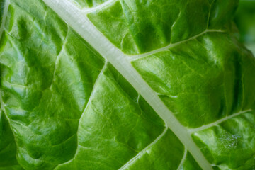 Wall Mural - Issaquah, Washington State, USA. Close-up of Fordhook giant Swiss chard leaf