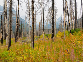 Wall Mural - Montana, Glacier National Park. Fire burned trees and fall colored understory