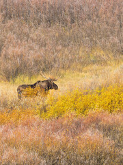 Sticker - Wyoming, Grand Teton National Park. Willow Flats, bull moose