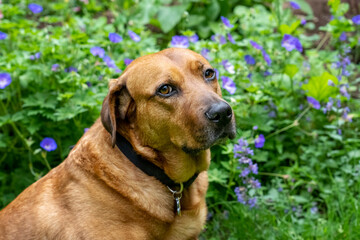 Wall Mural - Issaquah, Washington State, USA. Red Fox (or Foxred) Labrador sitting in front of campanula blue waterfall flowers.