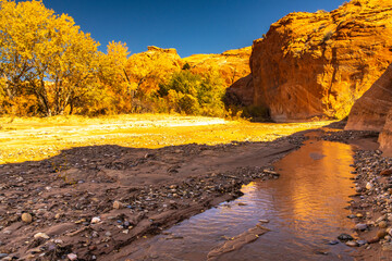 Wall Mural - USA, Utah, Grand Staircase Escalante National Monument. Harris Wash and cottonwood trees in fall.