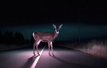 Deer Standing In The Middle Of The Road, Illuminated By The Car Headlights. Danger Of Hitting Deer With A Car. Generative AI