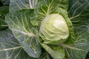Poster - Issaquah, Washington State, USA. Green cabbage plant ready to harvest.
