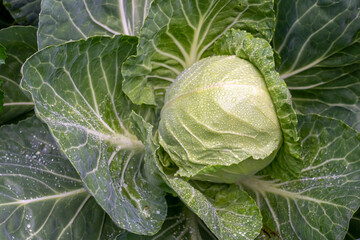 Wall Mural - Issaquah, Washington State, USA. Green cabbage plant ready to harvest.