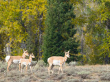 Fototapeta  - Wyoming, Grand Teton National Park. Female pronghorn