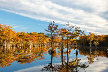 Wall Mural - USA, Georgia, Twin City. Cypress trees in morning light in the fall.