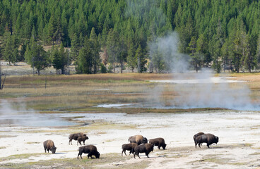 Wall Mural - Wyoming, Yellowstone National Park. Bison herd at Midway Geyser Basin