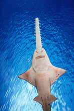USA, Tennessee, Gatlinburg. Underbelly Of Sawfish In Ripley's Aquarium Of The Smokies.