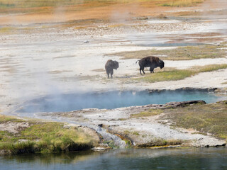 Wall Mural - Wyoming, Yellowstone National Park. Bison by the Firehole River and Flood Geyser
