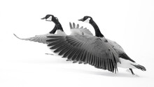 Wyoming. Two Canadian Geese Taking Flight.