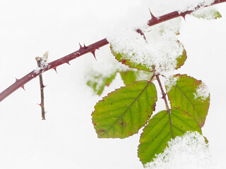 Canvas Print - Washington State, Himalayan blackberry leaves in snow