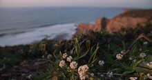 Detail Of Flowers Growing Along The Coastline / At The Cliffs Of The Western Algarve During Sunset With Waves Rolling In The Background, Portugal