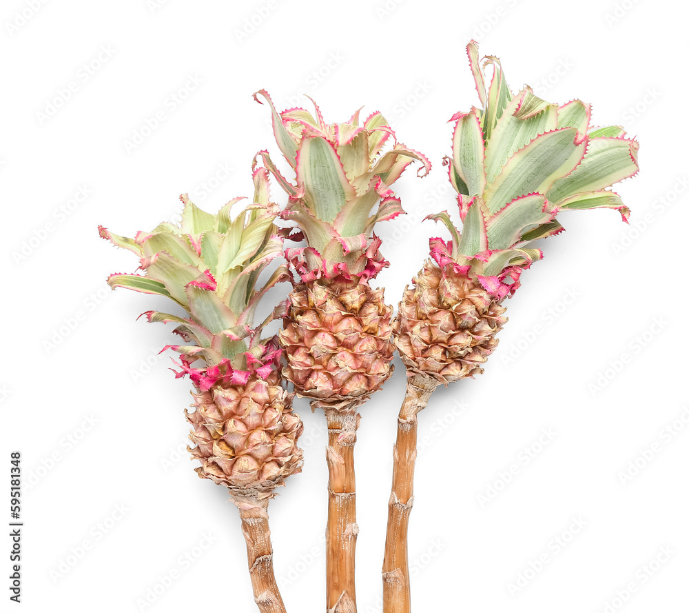 Decorative pineapples on white background, closeup