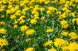 Closeup of grass field full of bright yellow dandelions in full bloom, gardening nightmare
