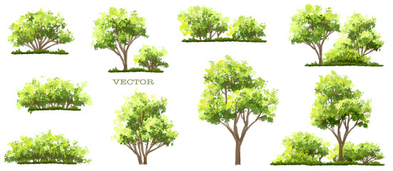 Wall Mural - vector watercolor of tree side view isolated on white background for landscape and architecture draw