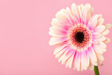 Fototapeta Kwiaty - Beautiful gerbera flower on pink background, closeup