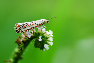 Wall Mural - butterfly on leaf