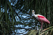 Roseate Spoonbill perched in a palm tree