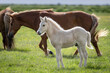 Icelandic horse with her foal grazing in a field