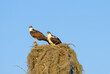 Two osprey sitting on a nest made of sticks and Spanish moss