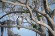 Peregrine Falcon perched in a cypress tree surrounded by Spanish Moss