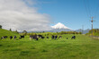 Cows grazing on the green paddock with Mt Taranaki in the distance. Power lines around the farm. New Plymouth.