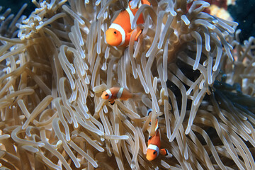 Wall Mural - small colorful coral fish on the reef underwater tropical wildlife