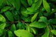 Green bright spring honeysuckle leaves.