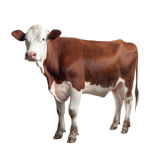 Hereford Cow Isolated On White Background