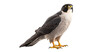 An adult Peregrine Falcon, Aplomado Falcon bird isolated on transparent background. PNG. Post-processed generative AI